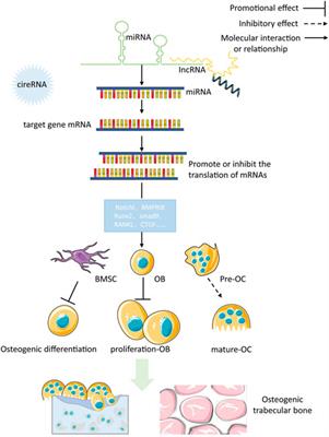 Comprehensive analysis of epigenetics mechanisms in osteoporosis